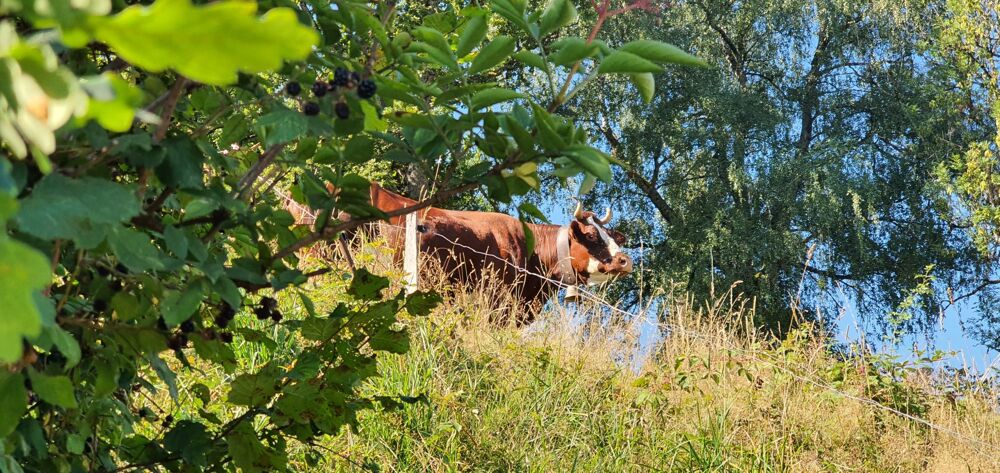 Vente Terrain Lotissement Les Chevreuils - Terrains à bâtir Saint-gervais-les-bains
