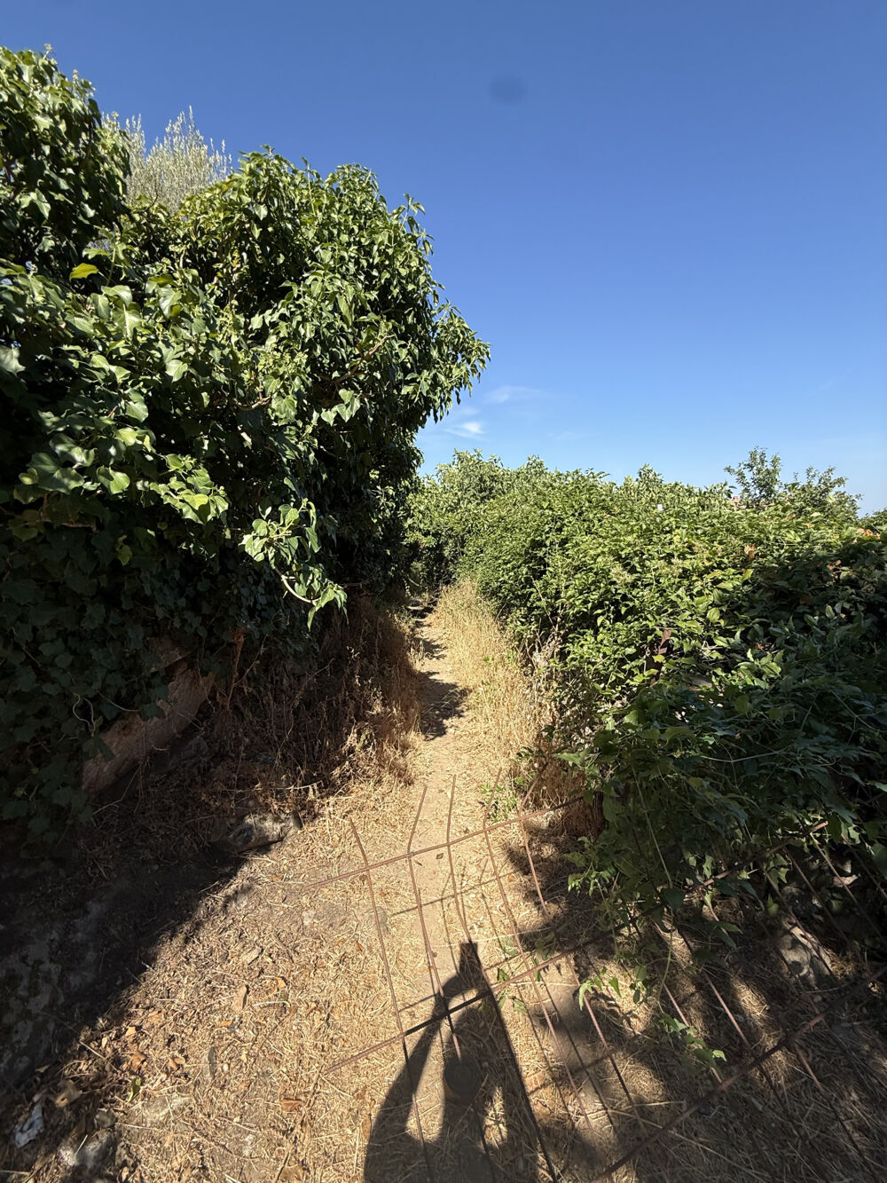 Vente Maison Parcelle de terrain 300 m2 avec ruine Calenzana