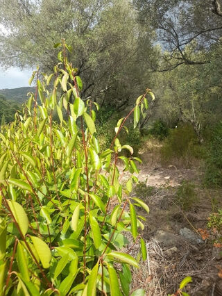  Terrain  vendre 4319 m