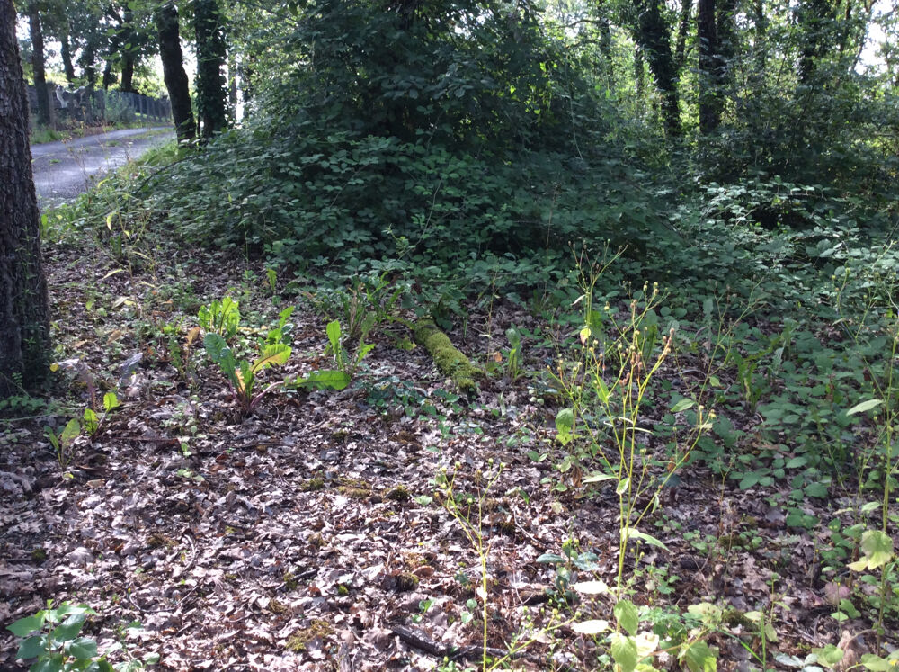 Vente Terrain terrain constructible 1418m2 Nespouls