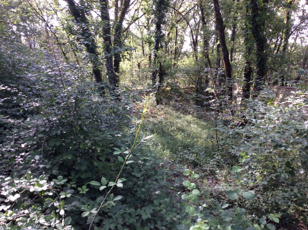 Vente Terrain terrain constructible 1418m2 Nespouls
