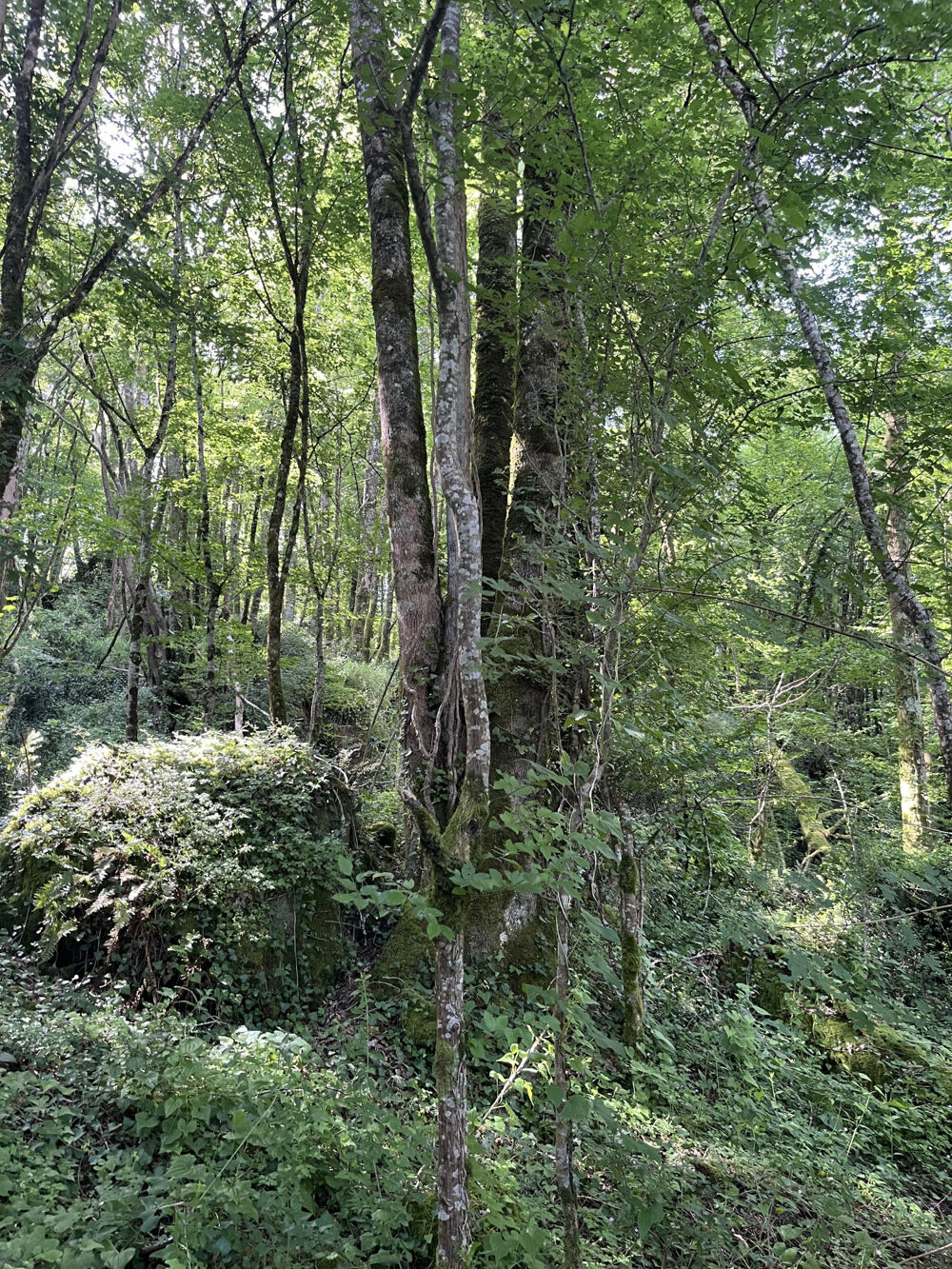 Vente Terrain Bois Objat Objat