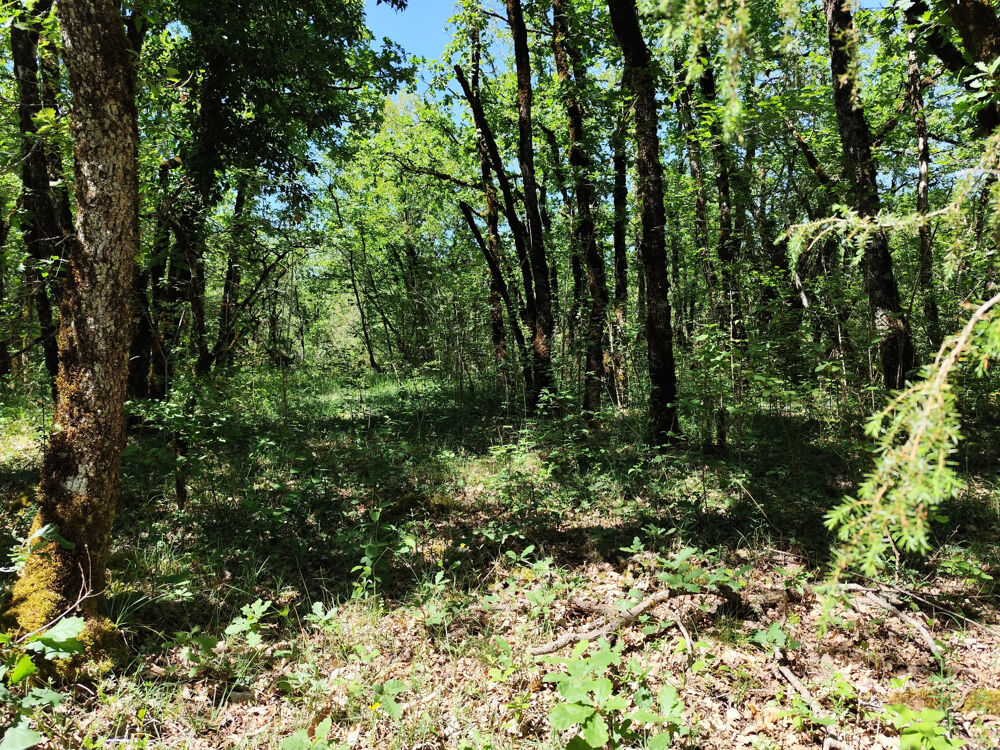 Vente Terrain Parcelle de 2560 m2 en partie constructible Chasteaux