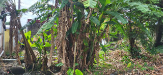  Terrain � vendre 880 m� Ste anne