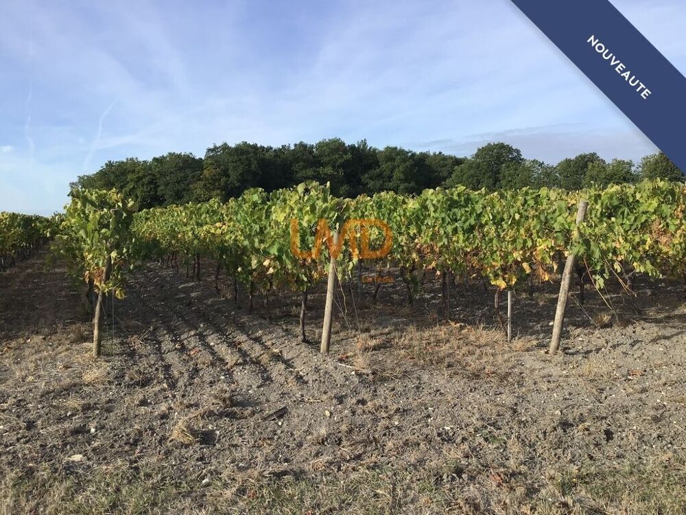 Vente Terrain Vignoble de 2,80 ha en Petite Champagne Archiac