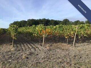 Vente Terrain Vignoble de 2,80 ha en Petite Champagne Archiac