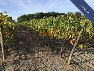 Vente Terrain Vignoble de 2,80 ha en Petite Champagne Archiac