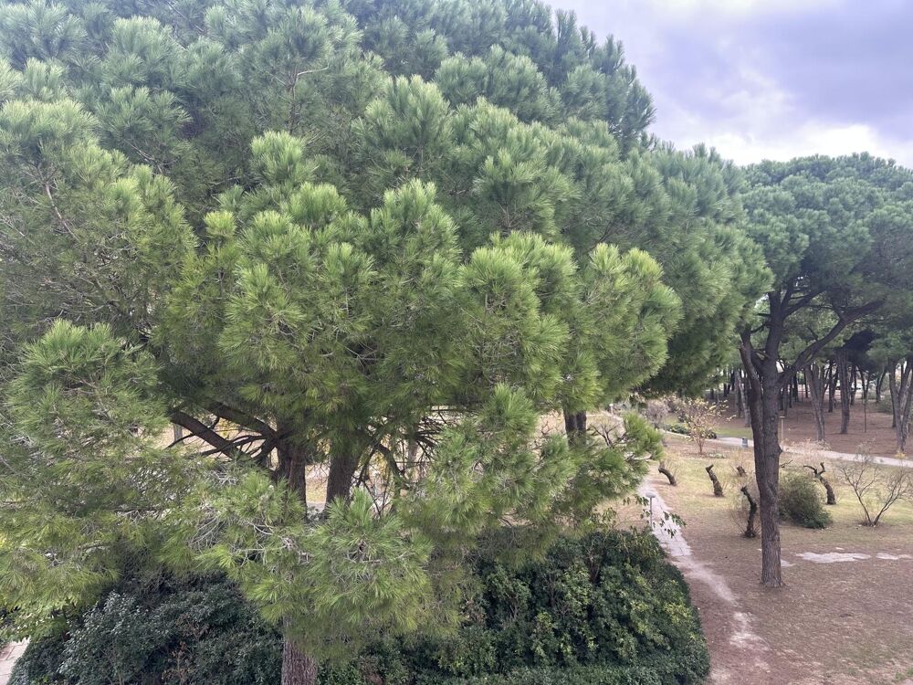 Vente Appartement La Grande Motte : Quartier prisé  : Studio meublé  avec vue sur la pinède La grande-motte