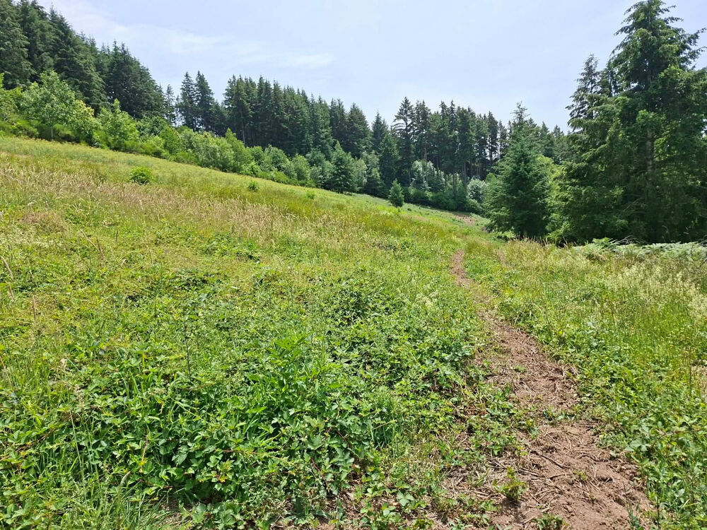 Vente Terrain Sur les hauteurs de Grandris, 5 parcelles de terrain Grandris