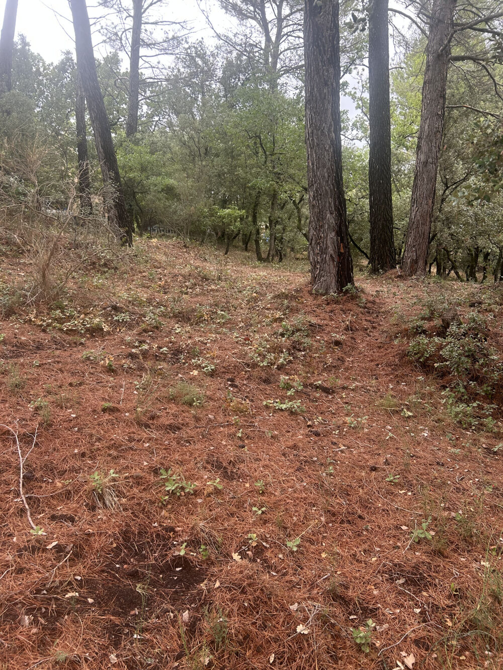 Vente Terrain Luberon St-Saturnin les Apt, belle parcelle de terrain de 1000 m2 St saturnin les apt