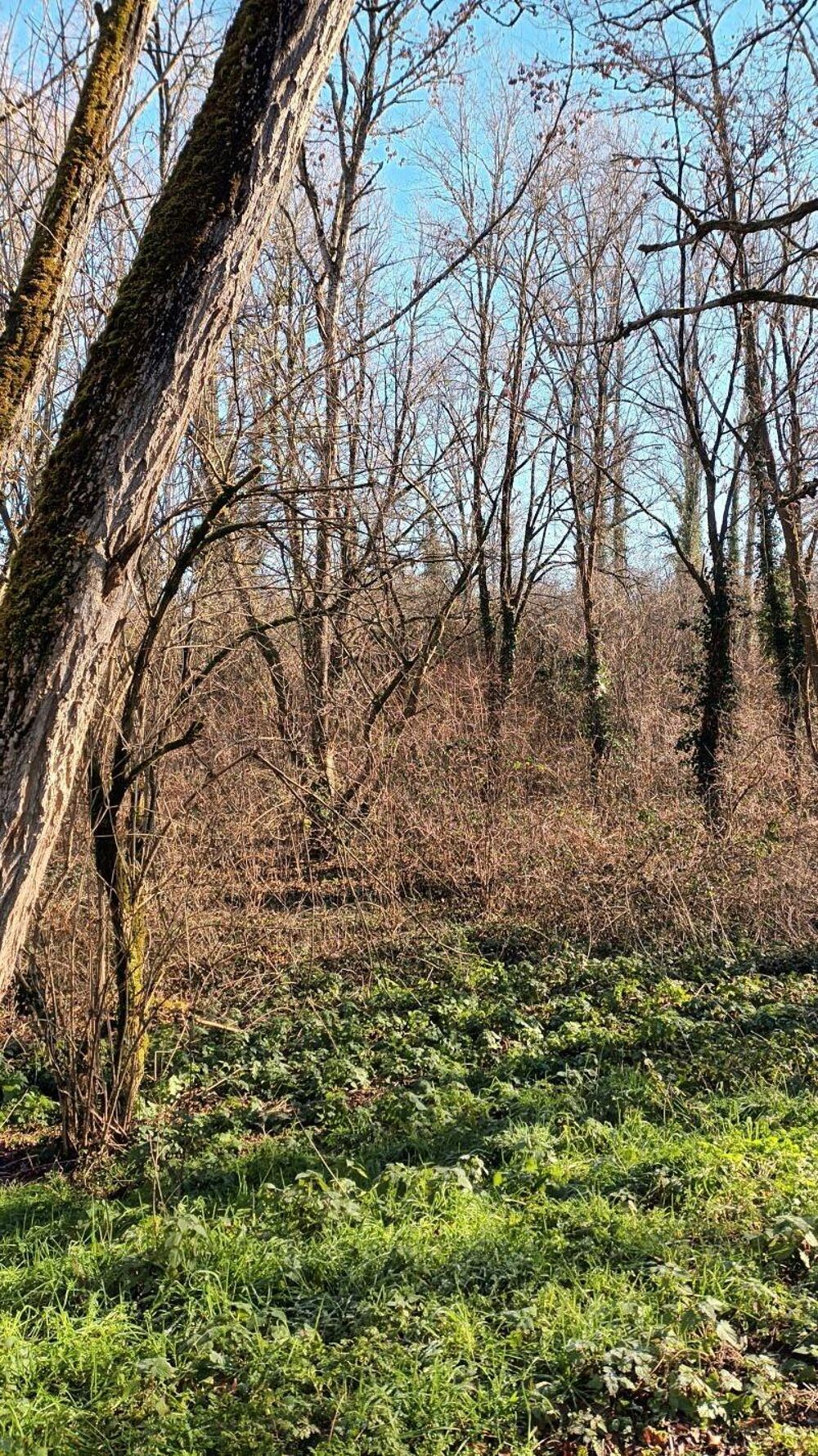Vente Terrain Terrain non constructible Villandraut