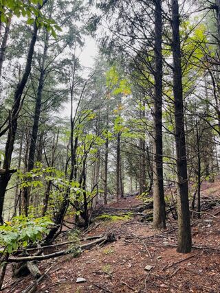  Terrain � vendre 1 pi�ce 16280 m�