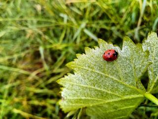  Maison  vendre 15 + pices 600 m