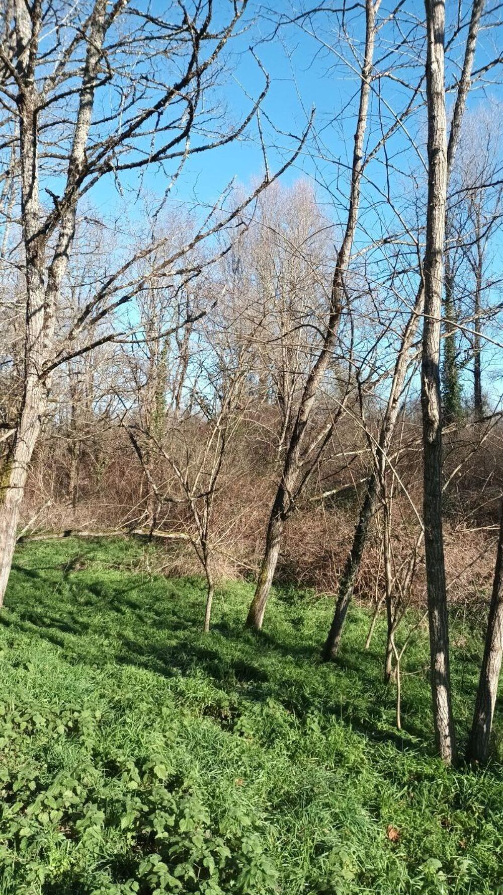 Vente Terrain Terrain non constructible Villandraut