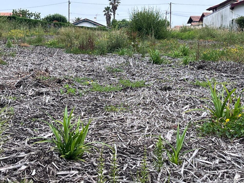 Vente Terrain Terrain constructible Bidart