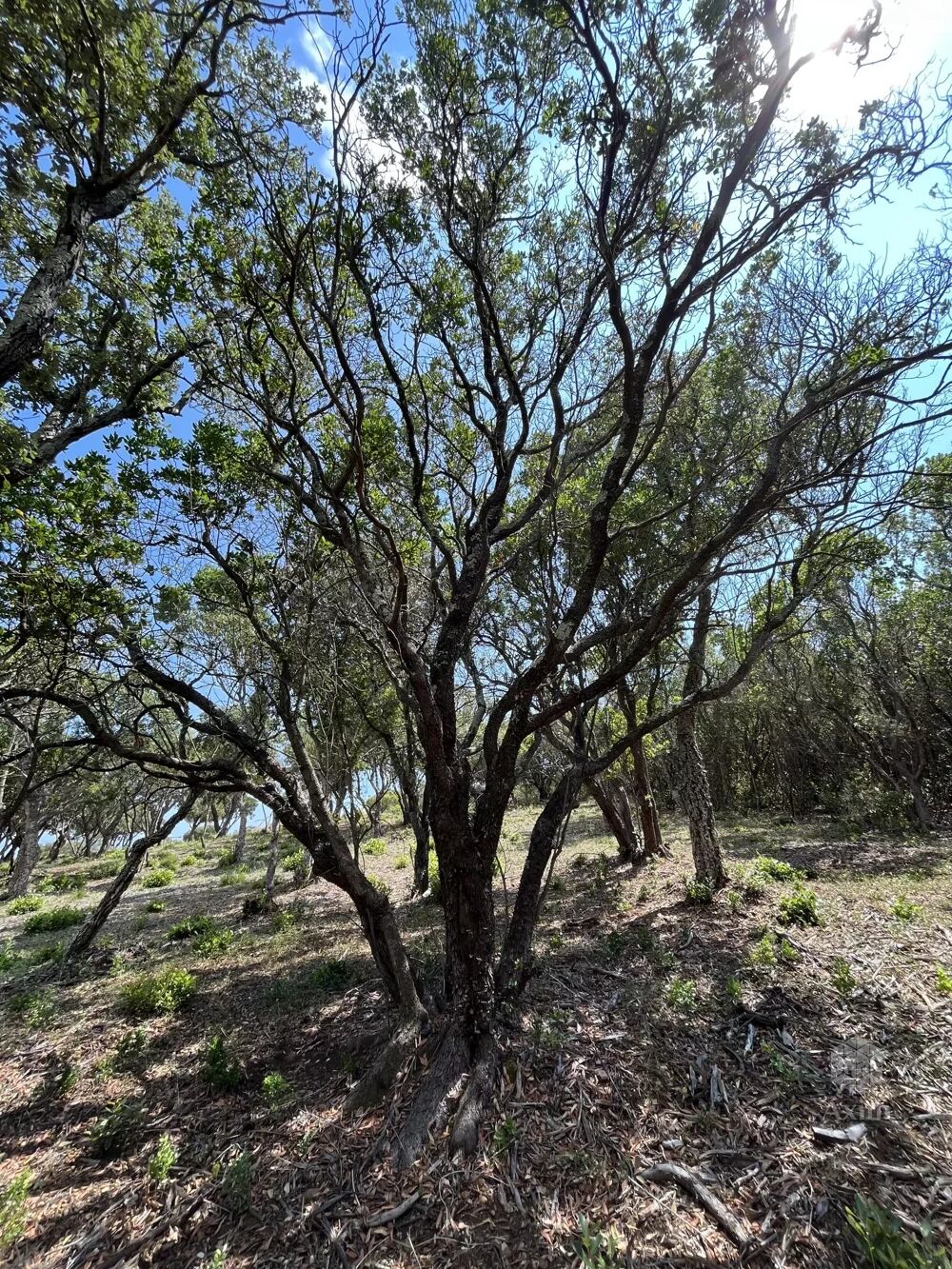 Vente Terrain Terrain Forestier Massif de l'Esterel Saint-raphal