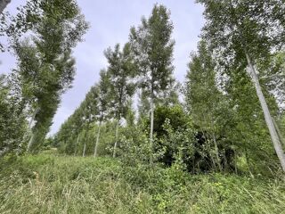  Terrain à vendre 81675 m²