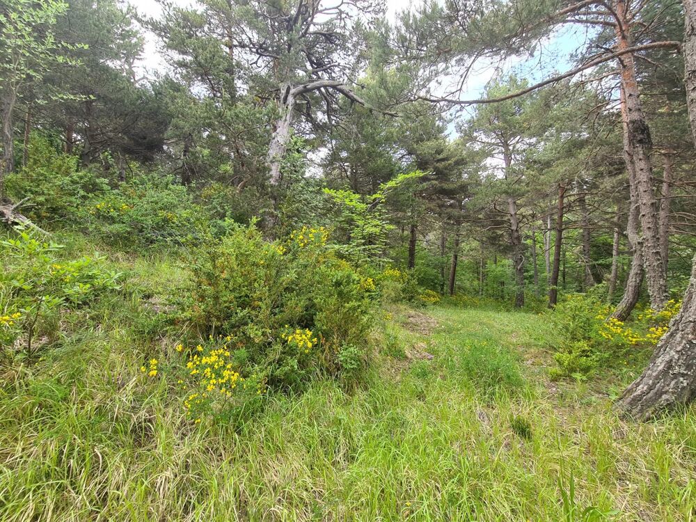 Vente Terrain THORENC :   Magnifique terrain de 2 578 m² Andon