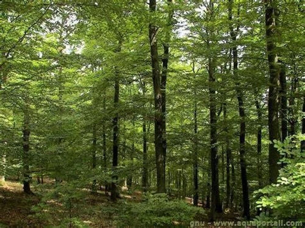 Vente Terrain Parcelle de bois Espaubourg