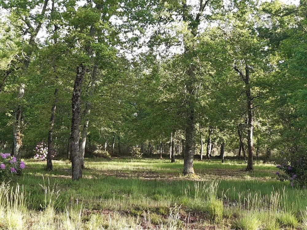Vente Maison MOUSTEY MAISON DE 103m² sur terrain de 7000m² Moustey