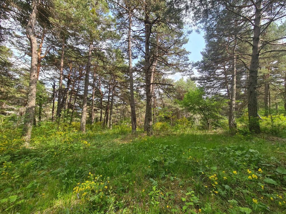 Vente Terrain THORENC :   Magnifique terrain de 2 578 m² Andon