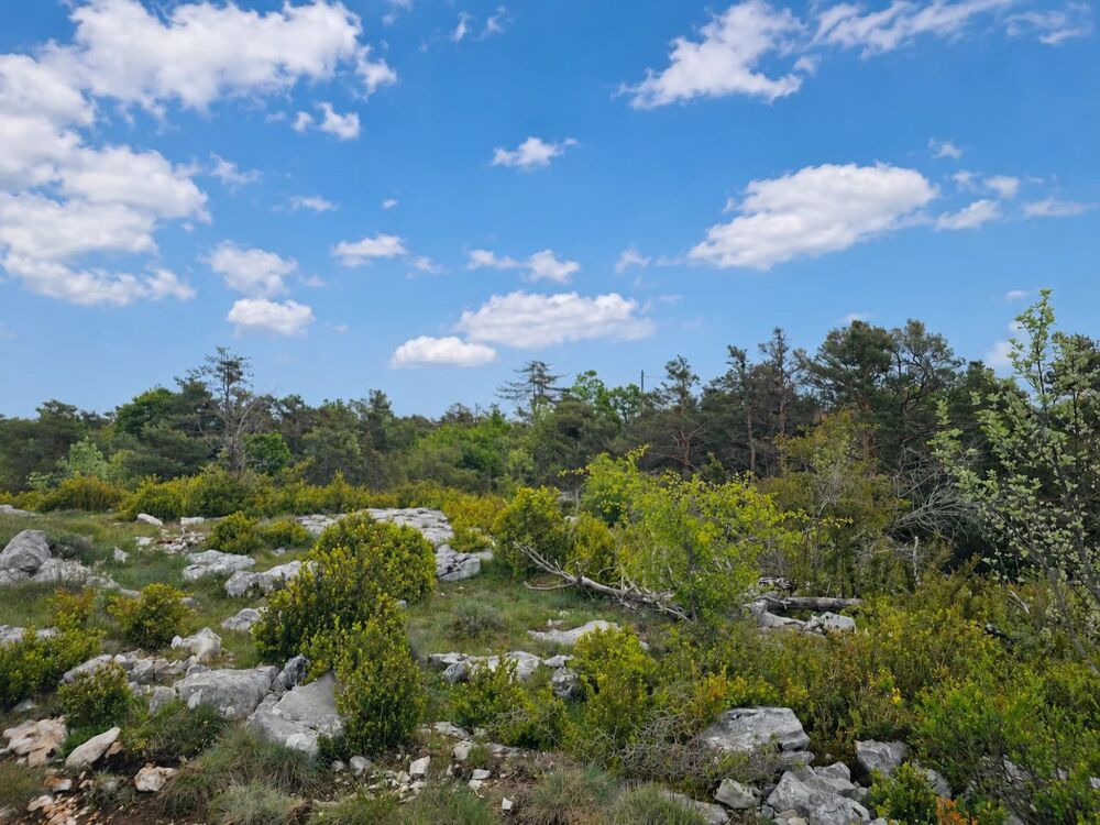 Vente Terrain Terrain constructible viabilisé à Caussols Caussols