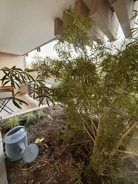  Appartement � louer 2 pi�ces 36 m�