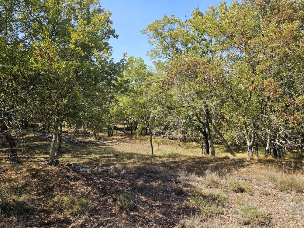Vente Terrain Terrain boisé au calme – accès par piste – cadre naturel préserv Saint-vallier-de-thiey