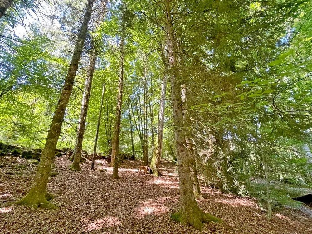 Vente Maison Exclusivité/Bourgogne, Parc du Morvan, Secteur GOULOUX, chalet 4 Gouloux
