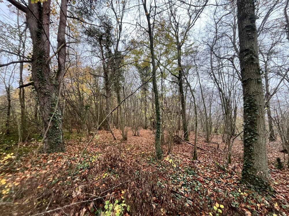 Vente Terrain Forêt 10 hectares 84 à vendre Soissons Belleu