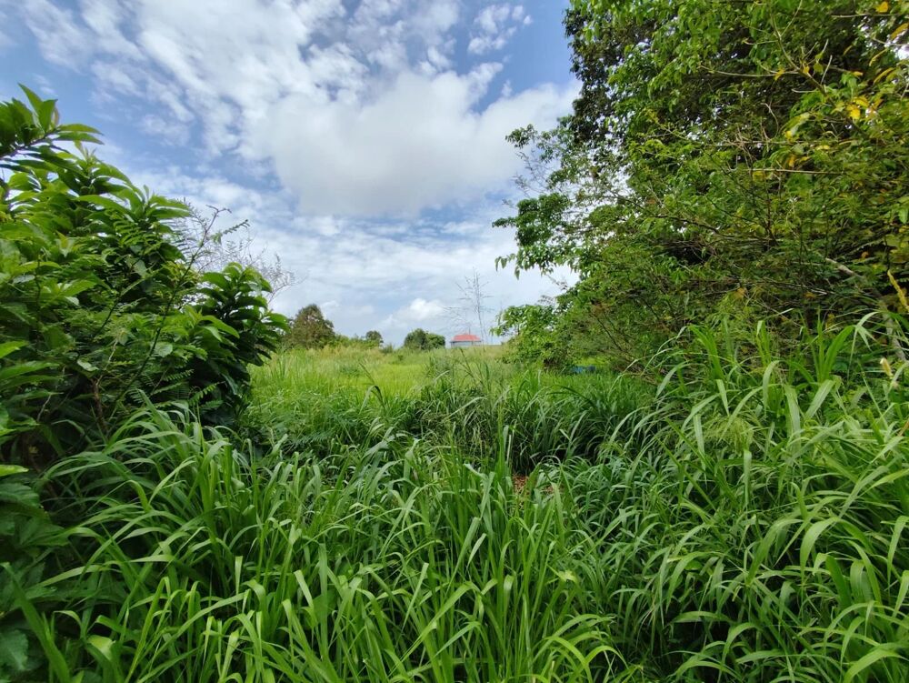 Vente Terrain Vds grand terrain plat de 9227 m², Le Morne Rouge Le morne-rouge