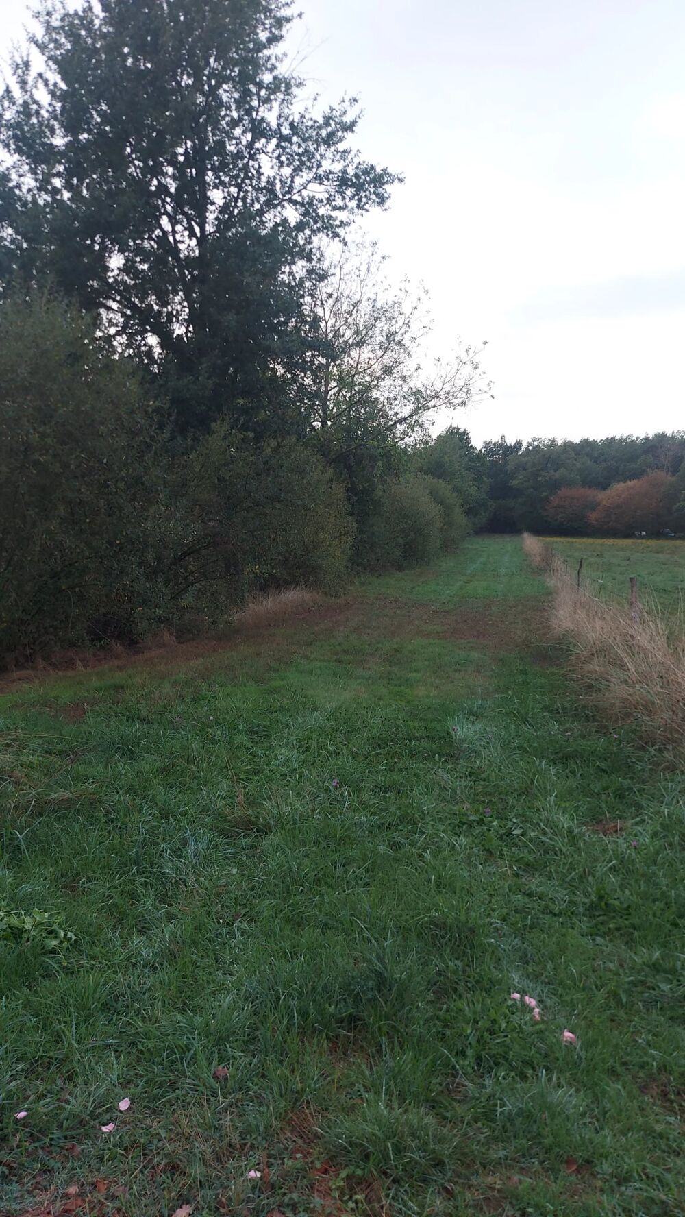 Vente Terrain EXCLUSIVITÉ - ORLÉAT - TERRAIN DE 7 940 M² DONT 685 M² CONSTRUCT Orléat