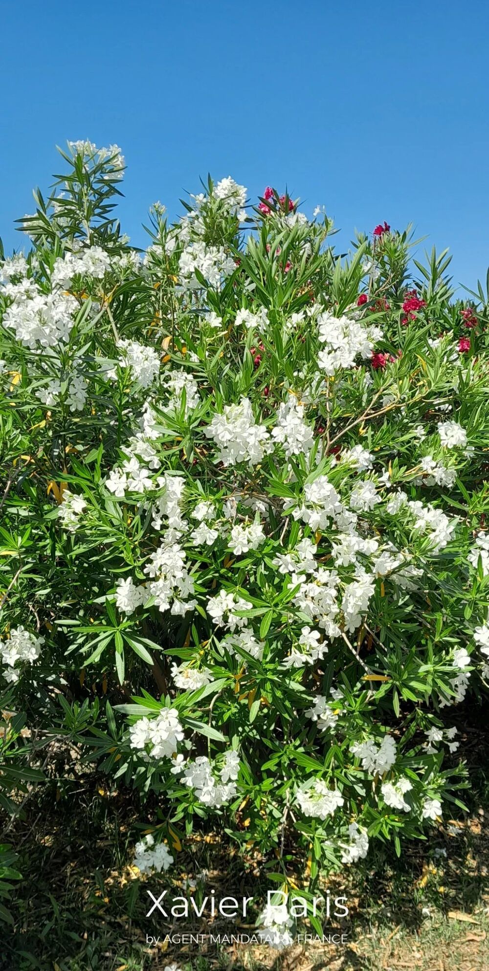 � vendre  Maison Bouc-Bel-Air (13320)