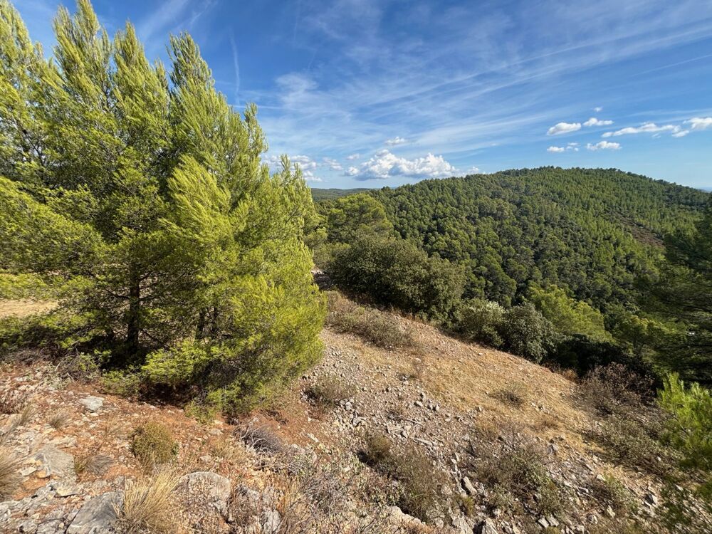Vente Terrain FIGANIÈRES – TERRAIN AGRICOLE ET FORESTIER DE PLUS DE 9 HECTARES Figanières