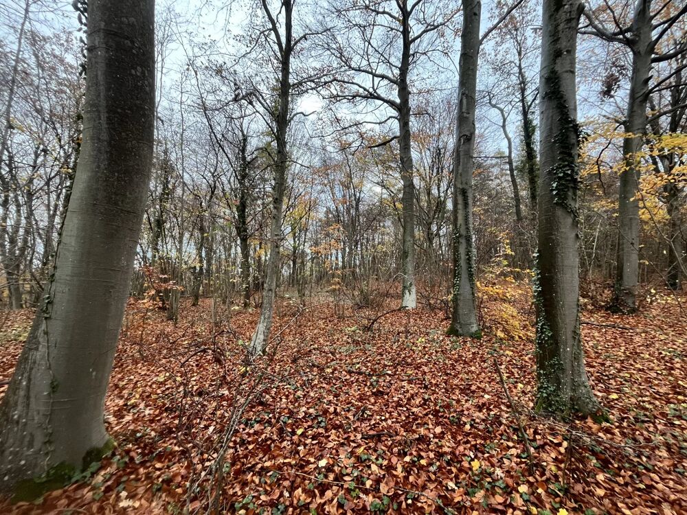 Vente Terrain Forêt 10 hectares 84 à vendre Soissons Belleu