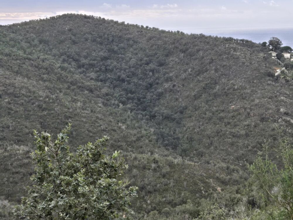 Vente Terrain Terrain de 6,728 ha à Bormes-les-Mimosas, Nature Authentique Bormes-les-mimosas