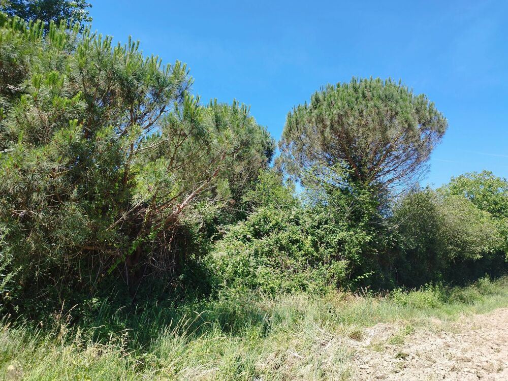 Vente Terrain TERRAIN DE 800 M² À GRATENS (31430) Gratens