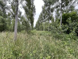  Terrain à vendre 81675 m²