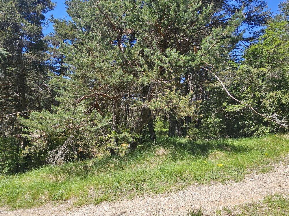 Vente Terrain Terrain constructible  2 planches Caille