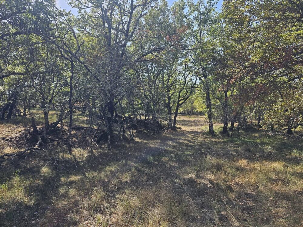 Vente Terrain Terrain boisé au calme – accès par piste – cadre naturel préserv Saint-vallier-de-thiey
