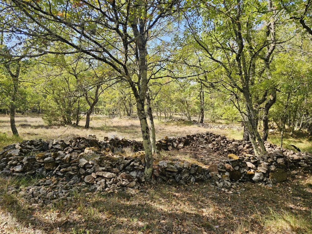 Vente Terrain Terrain boisé au calme – accès par piste – cadre naturel préserv Saint-vallier-de-thiey