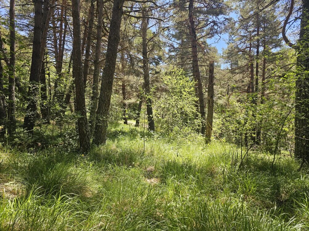 Vente Terrain Terrain constructible  2 planches Caille