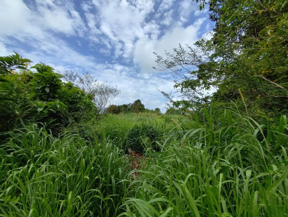 Vente Terrain Vds grand terrain plat de 9227 m², Le Morne Rouge Le morne-rouge