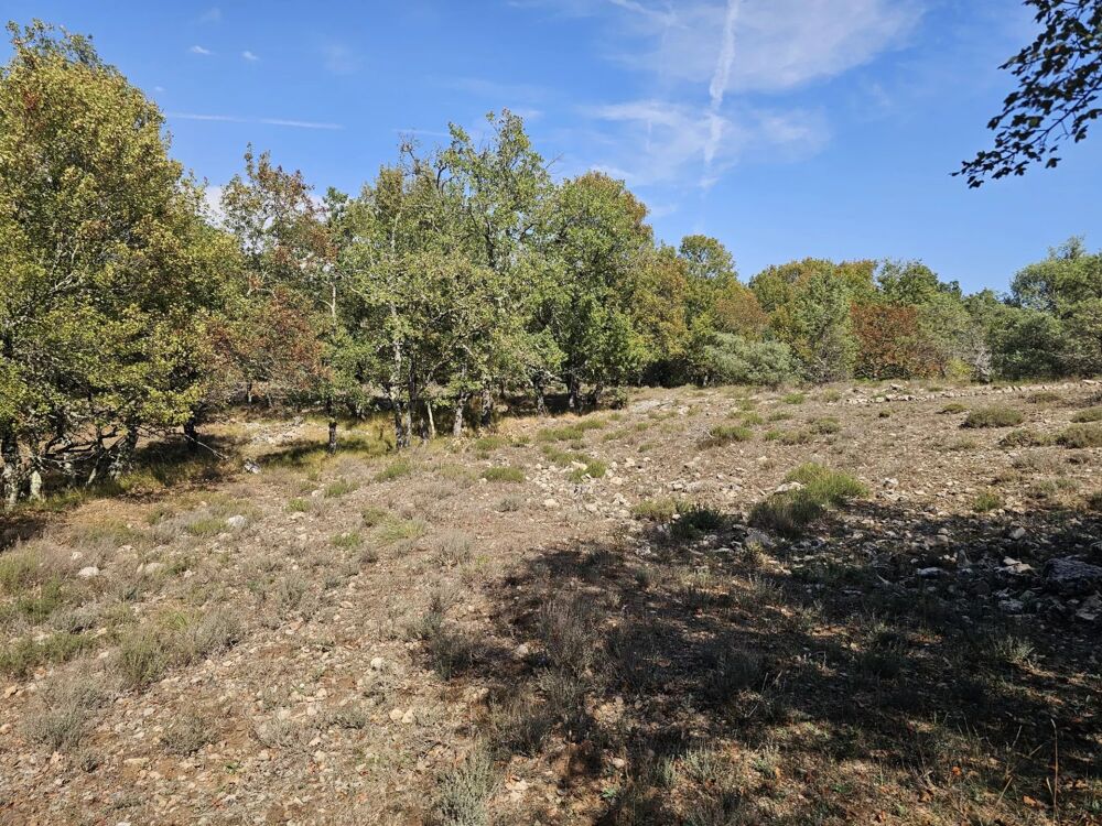 Vente Terrain Terrain boisé au calme – accès par piste – cadre naturel préserv Saint-vallier-de-thiey
