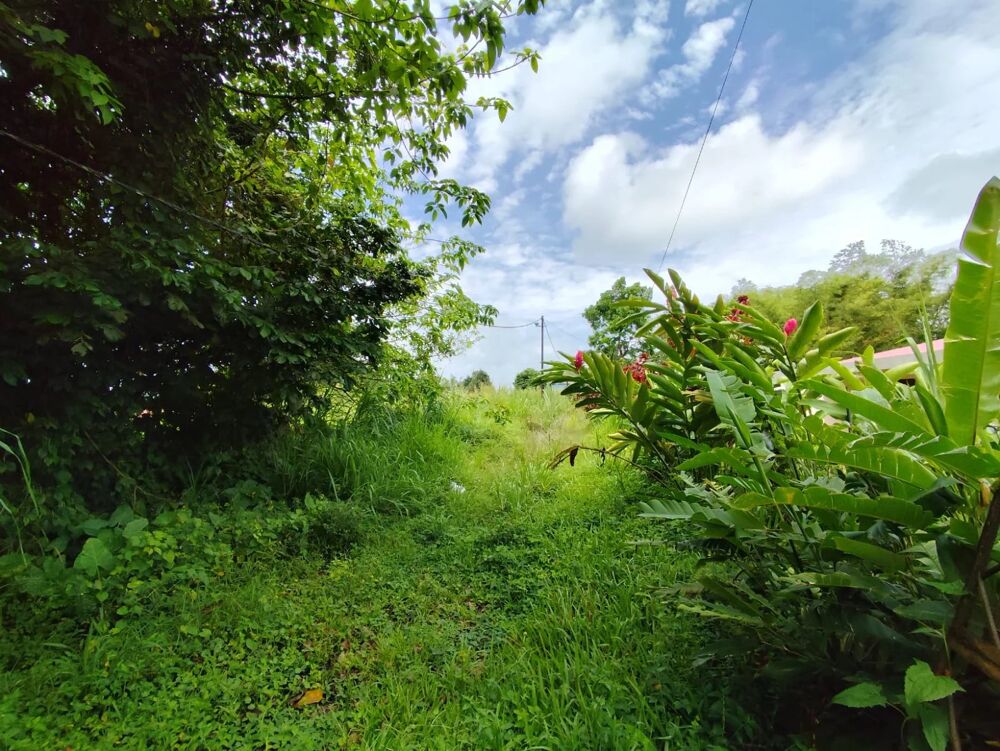 Vente Terrain Vds grand terrain plat de 9227 m², Le Morne Rouge Le morne-rouge