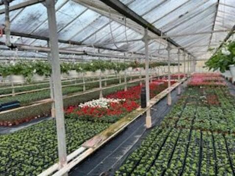 Serres Horticoles 5500 m² Ribemont 118000 02240 Ribemont