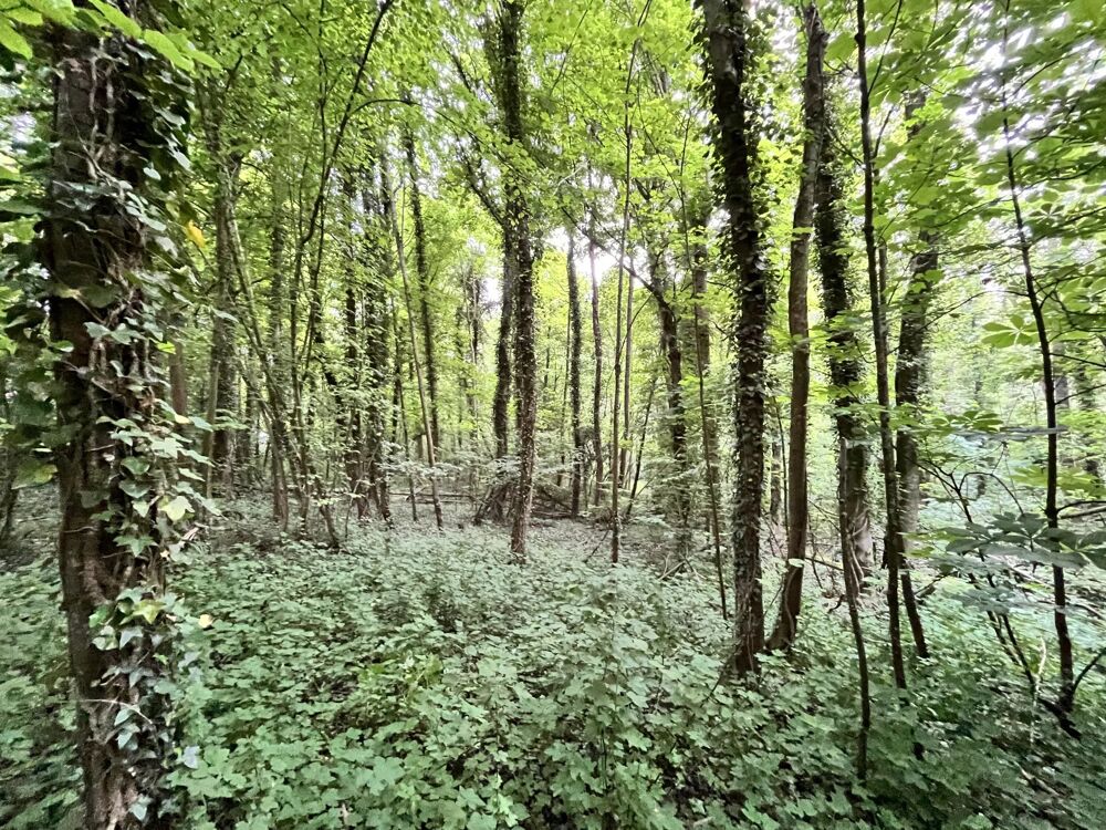 Vente Terrain Terrain 2.6 hectares dont 5595 m² à bâtir. Chevregny