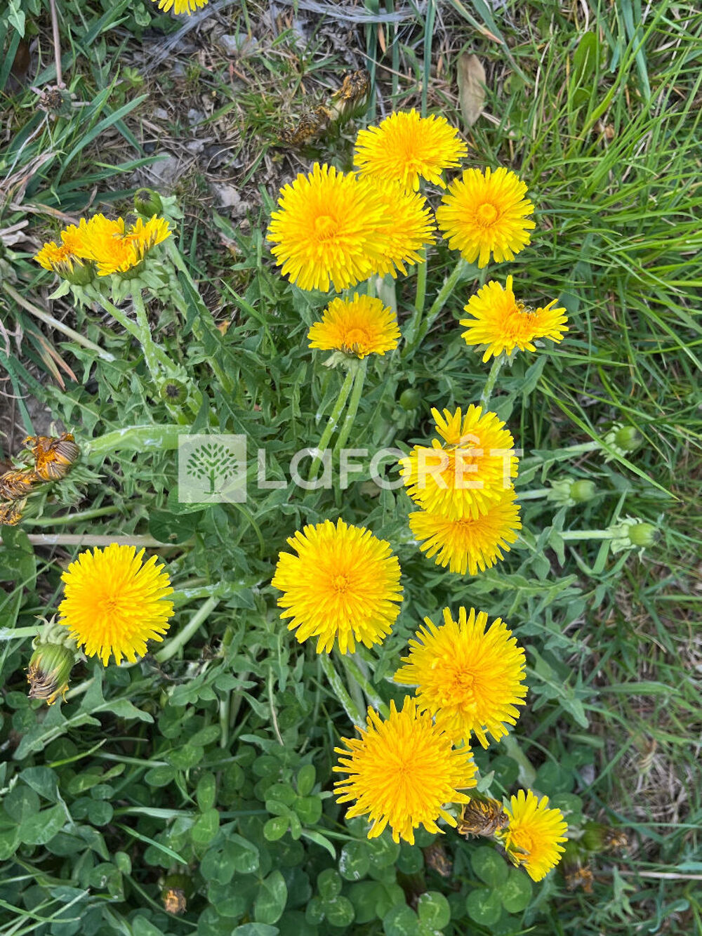 Vente Terrain PROCHE BOZOULS / SAINT-JULIEN DE RODELLE Rodelle