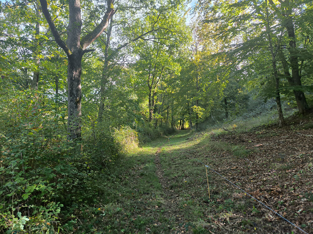 Vente Terrain Splendide terrain de 98 ha ,  30 HA de prairies , 78 HA de bois . Manses