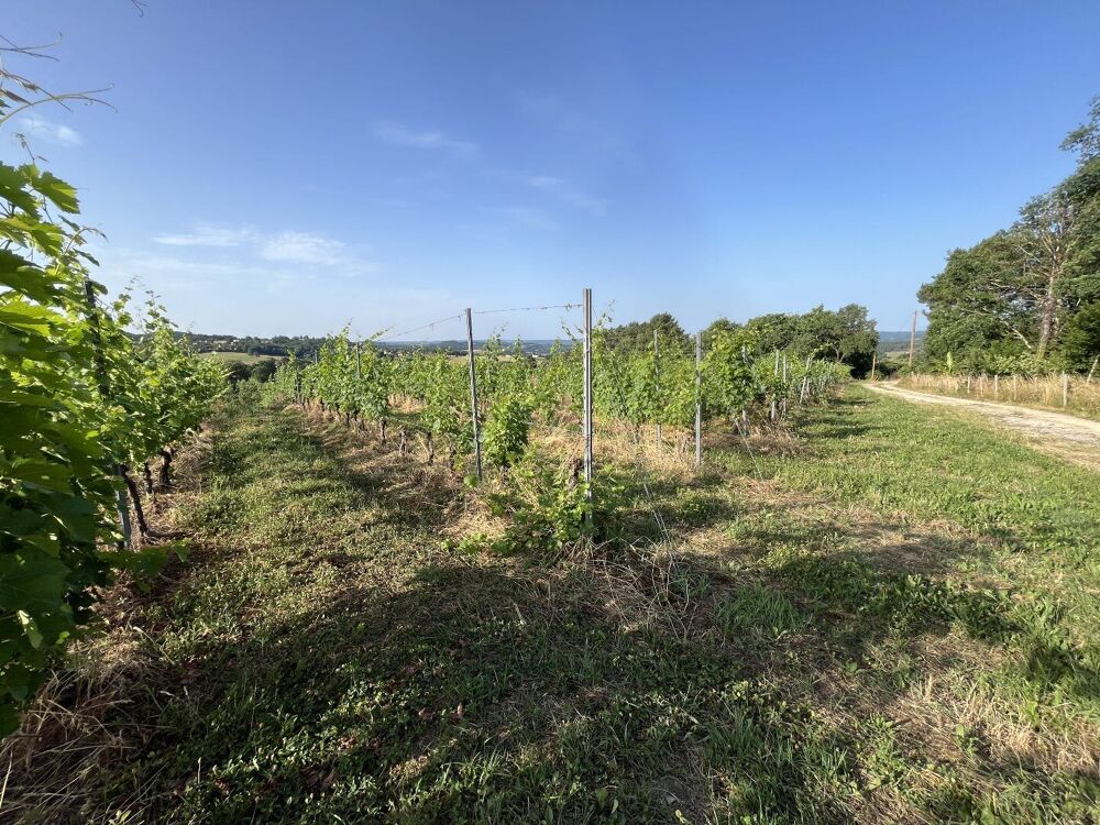 Vente Terrain À Vendre : Terrain avec Vignes - Puy-d'Arnac (19) Puy d arnac